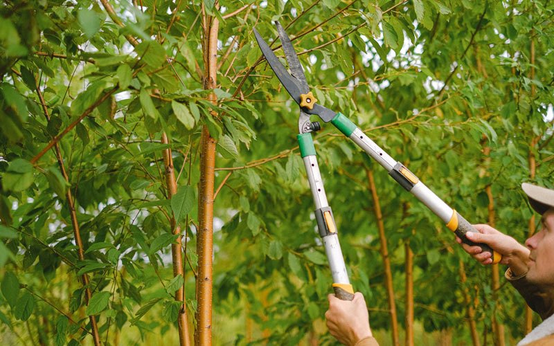Tree trimming in Oral, SD