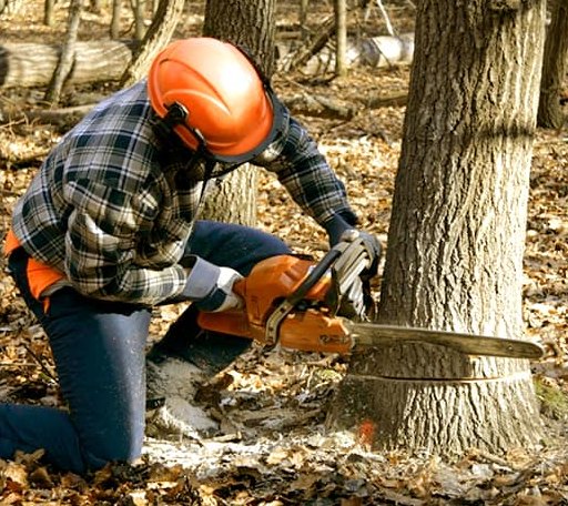 Tree Removal in Oral, SD